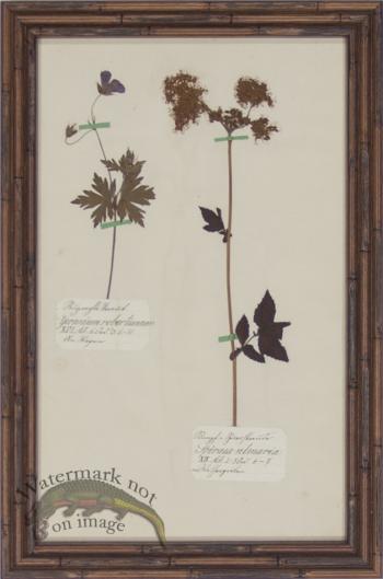 Herbarium BbF 31